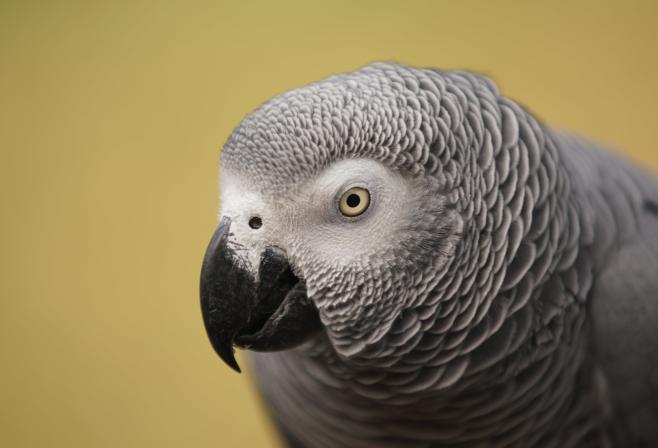 Perroquet gris du Gabon, animaux exotiques et NAC